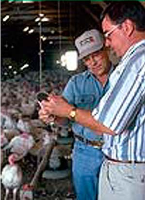 lol poultry