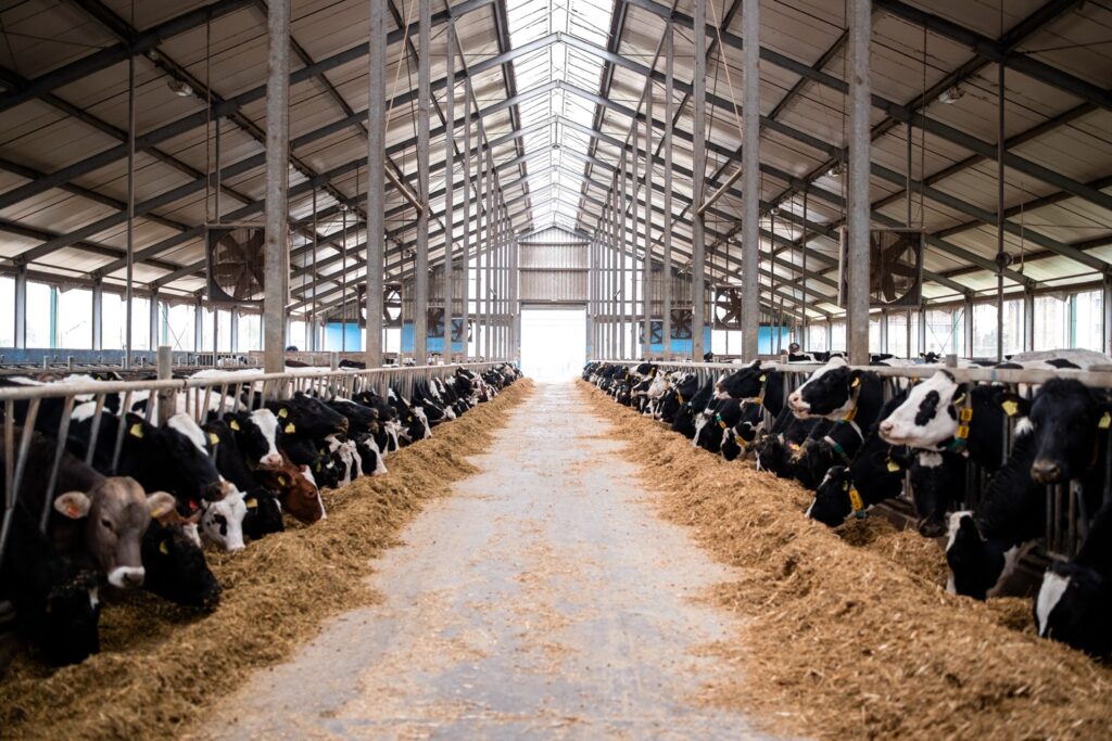Cultivating Growth, Caring for Livestock